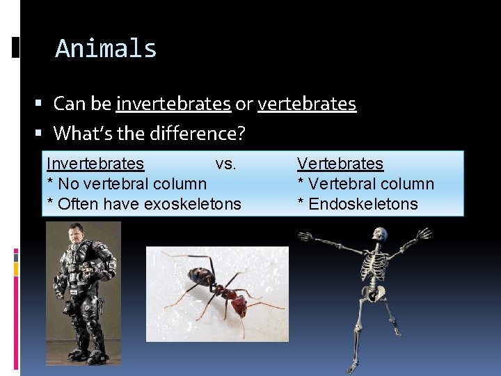 Animals Can be invertebrates or vertebrates What’s the difference? Invertebrates vs. * No vertebral