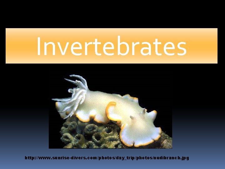 Invertebrates http: //www. sunrise-divers. com/photos/day_trip/photos/nudibranch. jpg 