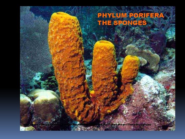 PHYLUM PORIFERA THE SPONGES http: //www. richard-seaman. com/Underwater/Belize/Still. Lifes/Tube. Sponges. Three. Orange. jpg 