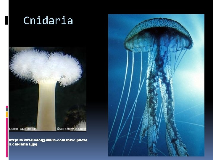 Cnidaria http: //www. biology 4 kids. com/misc/photo s/cnidaria 1. jpg 