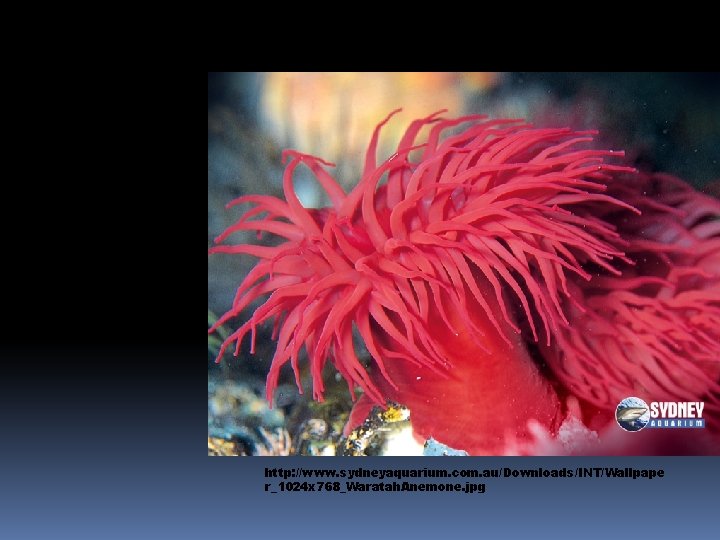 Cnidaria – Polyp body form http: //www. sydneyaquarium. com. au/Downloads/INT/Wallpape r_1024 x 768_Waratah. Anemone.