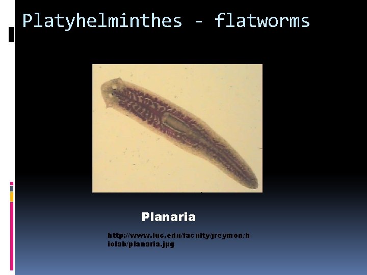 Platyhelminthes - flatworms Planaria http: //www. luc. edu/faculty/jreymon/b iolab/planaria. jpg 