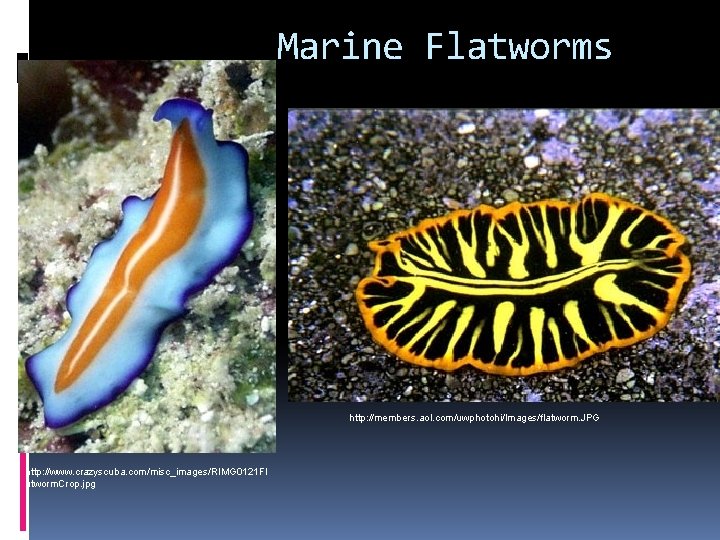 Marine Flatworms http: //members. aol. com/uwphotohi/Images/flatworm. JPG http: //www. crazyscuba. com/misc_images/RIMG 0121 Fl atworm.