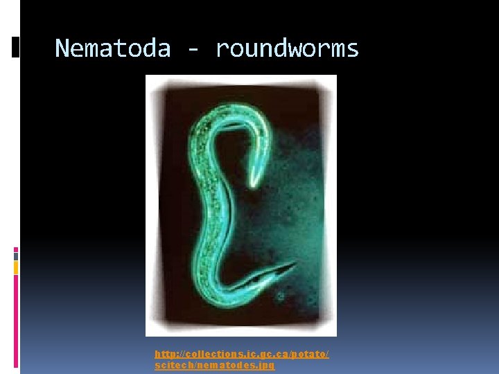 Nematoda - roundworms http: //collections. ic. gc. ca/potato/ scitech/nematodes. jpg 