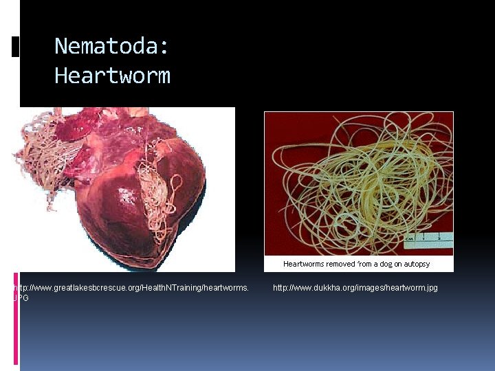 Nematoda: Heartworm http: //www. greatlakesbcrescue. org/Health. NTraining/heartworms. JPG http: //www. dukkha. org/images/heartworm. jpg 