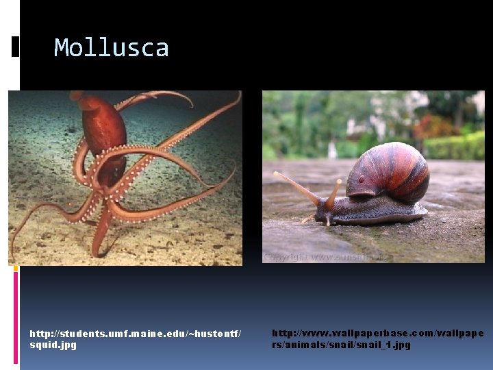 Mollusca http: //students. umf. maine. edu/~hustontf/ squid. jpg http: //www. wallpaperbase. com/wallpape rs/animals/snail_1. jpg