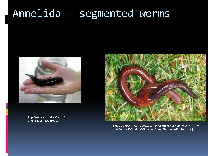 Annelida – segmented worms http: //www. abc. net. au/reslib/2007 04/r 138958_475480. jpg http: //www.