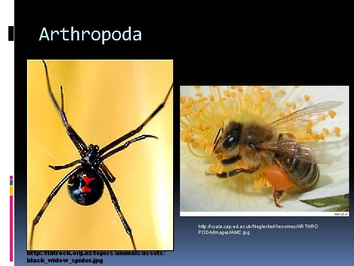 Arthropoda http: //xyala. cap. ed. ac. uk/Neglected. Genomes/ARTHRO PODA/images/AMC. jpg http: //flatrock. org. nz/topics/animals/assets/