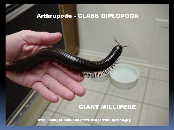 Arthropoda - CLASS DIPLOPODA GIANT MILLIPEDE http: //umdgrb. umd. edu/pretz/images/millipede 8. jpg 