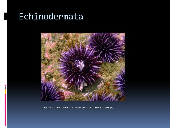 Echinodermata http: //brown. edu/Administration/News_Bureau/2006 -07/06 -052 b. jpg 