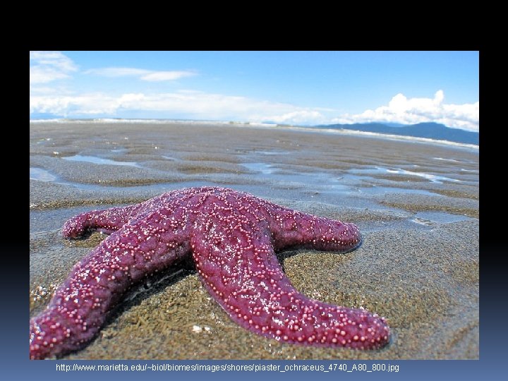 Echinodermata http: //www. marietta. edu/~biol/biomes/images/shores/piaster_ochraceus_4740_A 80_800. jpg 