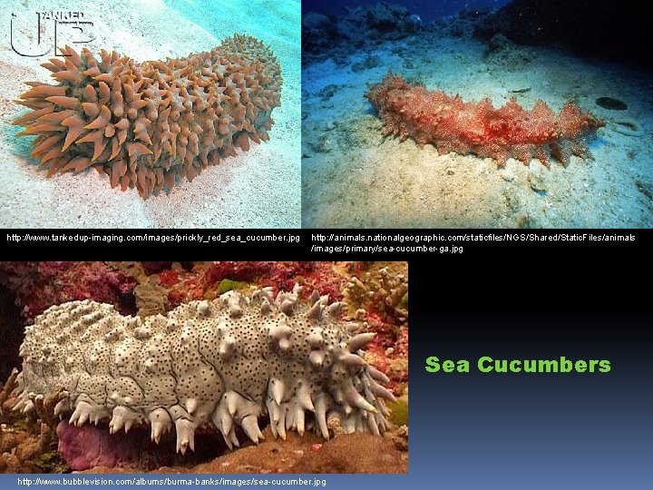 http: //www. tankedup-imaging. com/images/prickly_red_sea_cucumber. jpg http: //animals. nationalgeographic. com/staticfiles/NGS/Shared/Static. Files/animals /images/primary/sea-cucumber-ga. jpg Sea Cucumbers