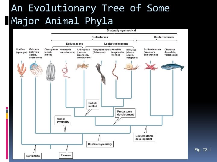 An Evolutionary Tree of Some Major Animal Phyla Fig. 23 -1 