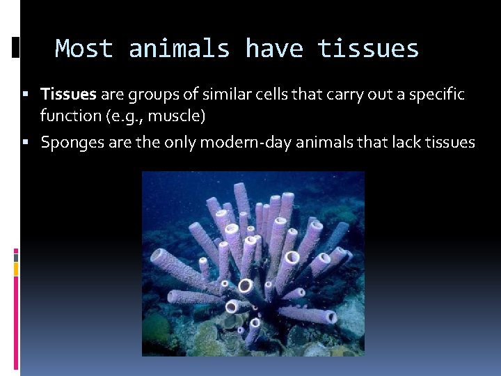 Most animals have tissues Tissues are groups of similar cells that carry out a