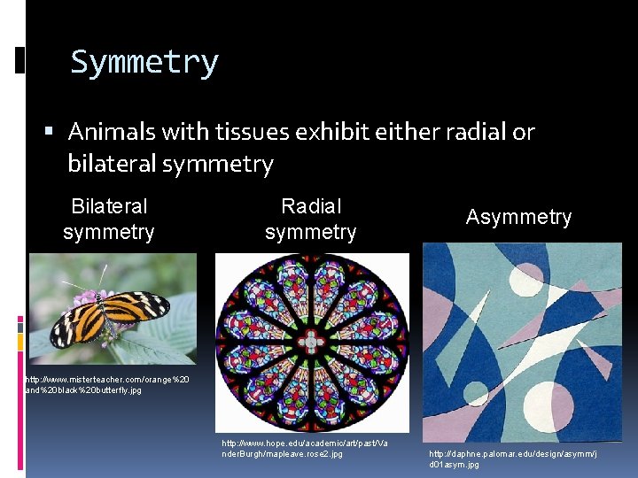 Symmetry Animals with tissues exhibit either radial or bilateral symmetry Bilateral symmetry Radial symmetry