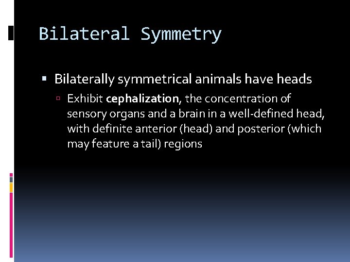 Bilateral Symmetry Bilaterally symmetrical animals have heads Exhibit cephalization, the concentration of sensory organs