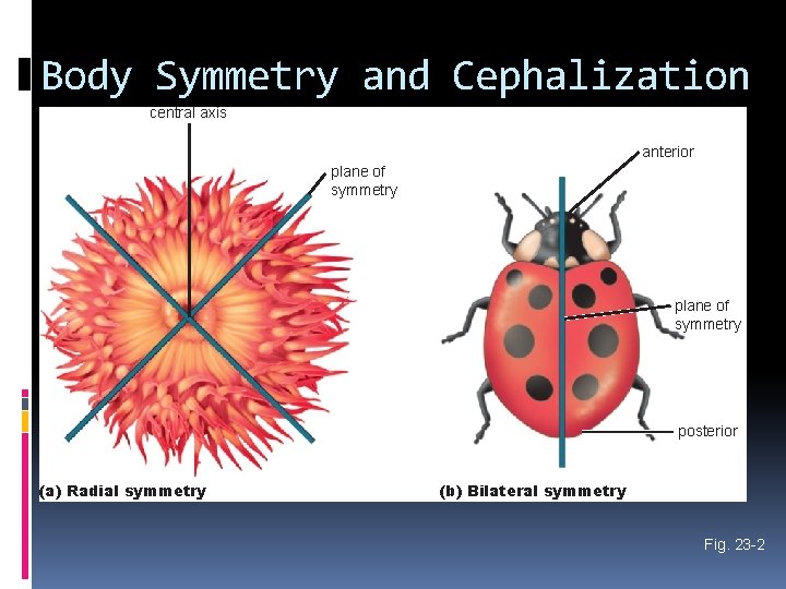 Body Symmetry and Cephalization central axis anterior plane of symmetry posterior (a) Radial symmetry