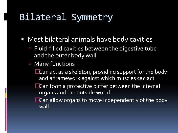 Bilateral Symmetry Most bilateral animals have body cavities Fluid-filled cavities between the digestive tube