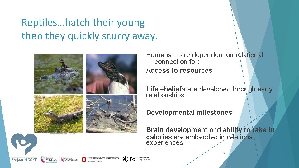Reptiles…hatch their young then they quickly scurry away. Humans… are dependent on relational connection