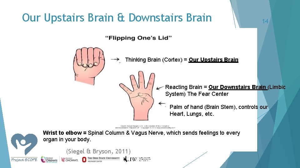 Our Upstairs Brain & Downstairs Brain 14 Thinking Brain (Cortex) = Our Upstairs Brain
