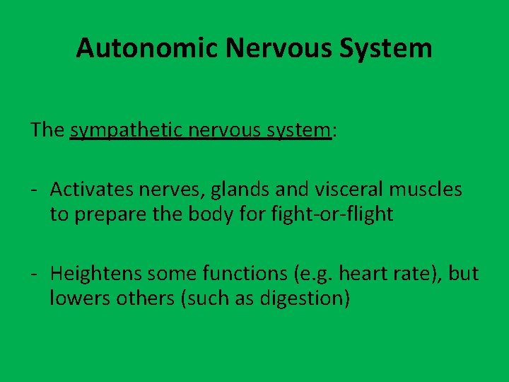 Autonomic Nervous System The sympathetic nervous system: - Activates nerves, glands and visceral muscles