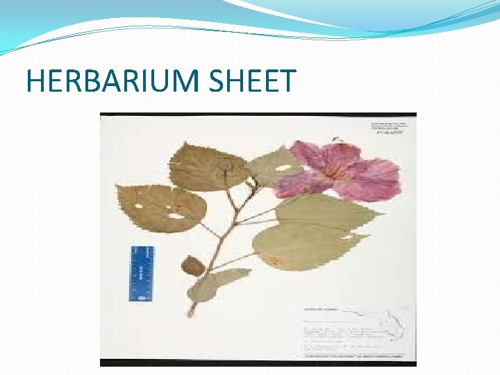 HERBARIUM SHEET 