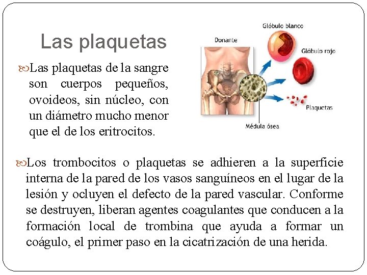 Las plaquetas de la sangre son cuerpos pequeños, ovoideos, sin núcleo, con un diámetro
