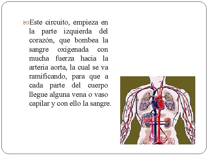  Este circuito, empieza en la parte izquierda del corazón, que bombea la sangre