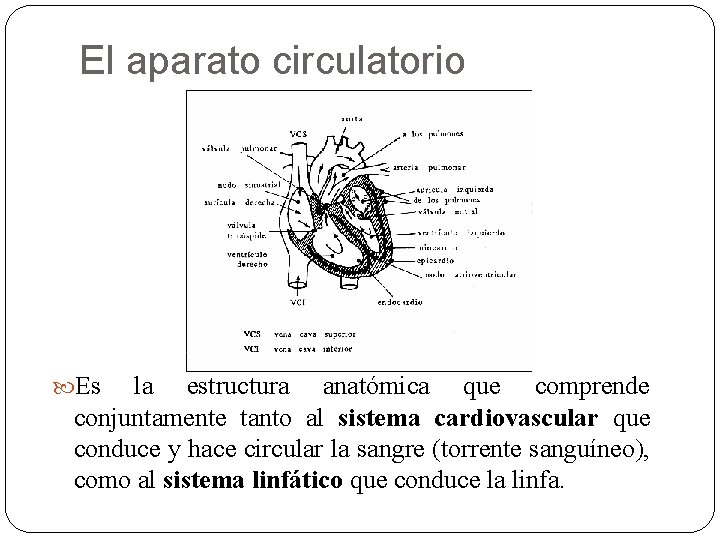 El aparato circulatorio Es la estructura anatómica que comprende conjuntamente tanto al sistema cardiovascular