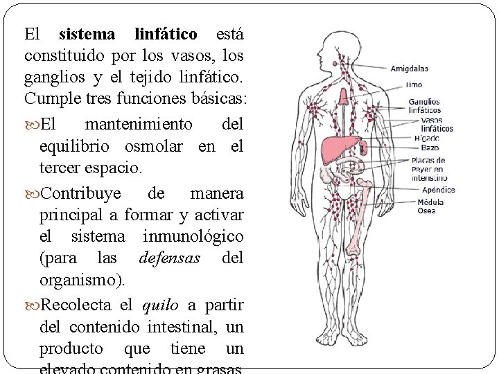 El sistema linfático está constituido por los vasos, los ganglios y el tejido linfático.