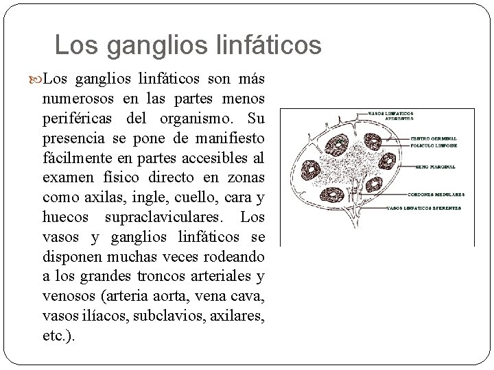Los ganglios linfáticos son más numerosos en las partes menos periféricas del organismo. Su