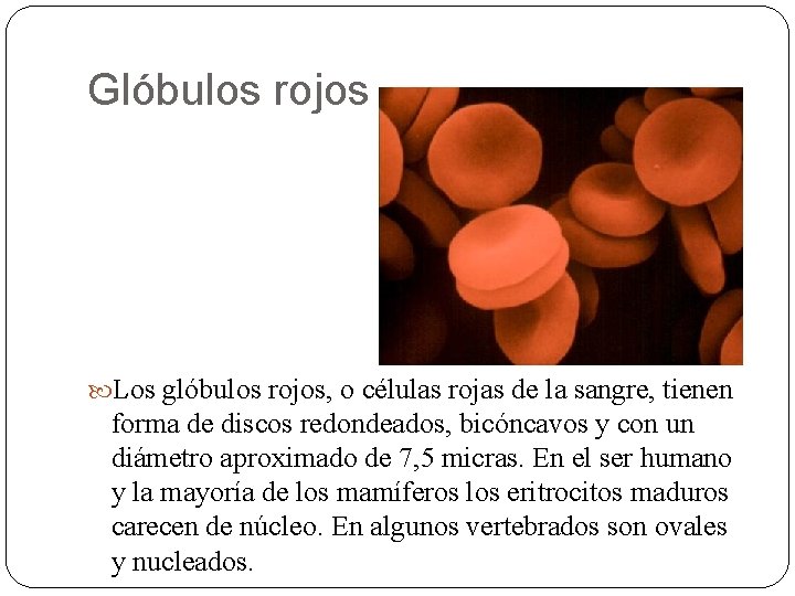 Glóbulos rojos Los glóbulos rojos, o células rojas de la sangre, tienen forma de