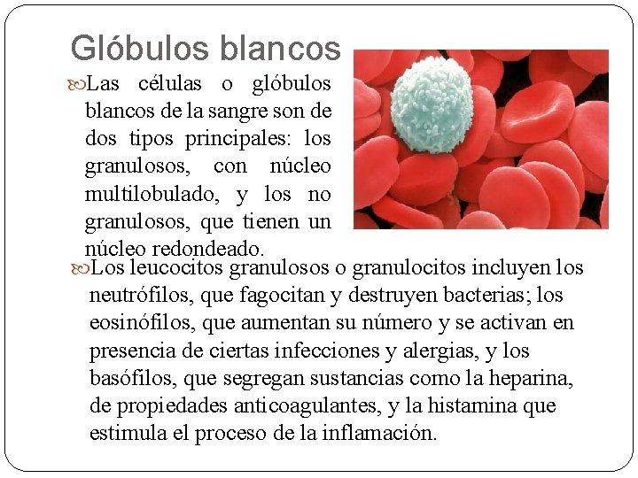 Glóbulos blancos Las células o glóbulos blancos de la sangre son de dos tipos