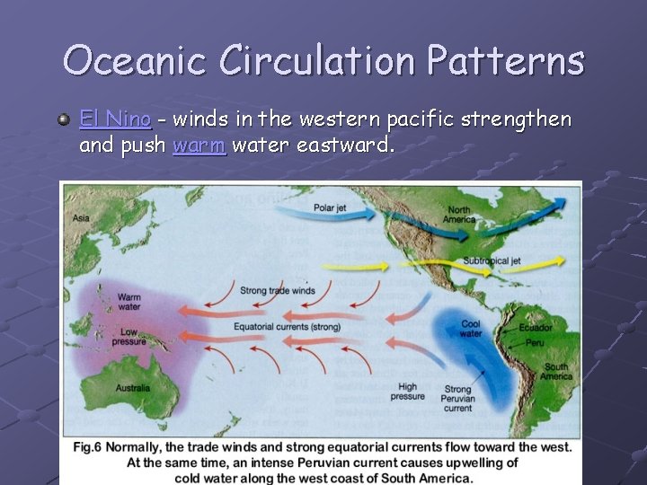 Oceanic Circulation Patterns El Nino - winds in the western pacific strengthen and push