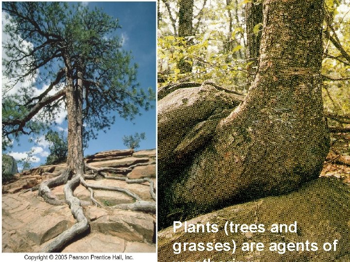 PLANT ROOTS CAUSE MECHANICAL WEATHERING Plants (trees and grasses) are agents of 