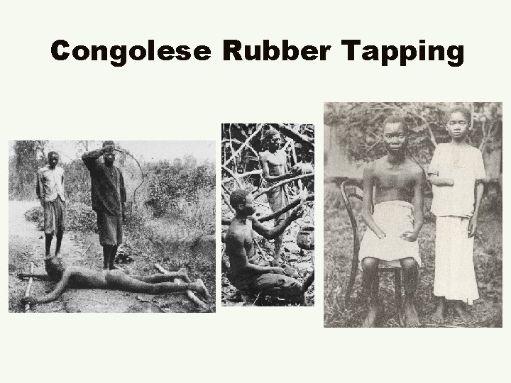 Congolese Rubber Tapping 