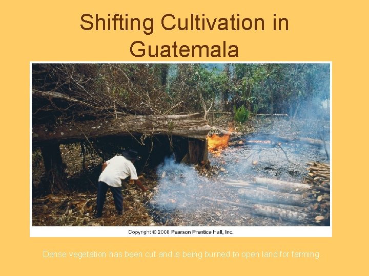 Shifting Cultivation in Guatemala Dense vegetation has been cut and is being burned to