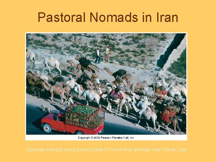 Pastoral Nomads in Iran Qashqai nomads using paved roads to move their animals near