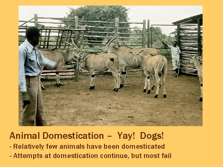 Animal Domestication – Yay! Dogs! - Relatively few animals have been domesticated - Attempts