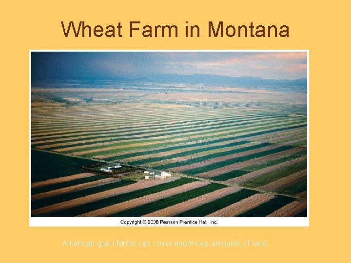 Wheat Farm in Montana American grain farms can cover enormous amounts of land. 