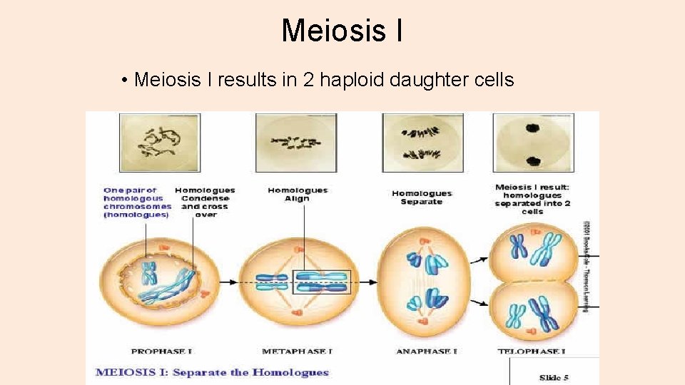 Meiosis I • Meiosis I results in 2 haploid daughter cells 