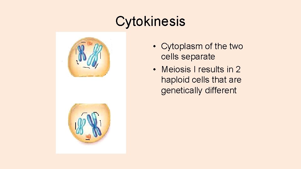 Cytokinesis • Cytoplasm of the two cells separate • Meiosis I results in 2