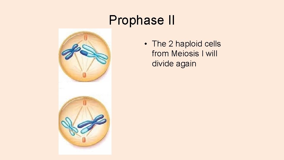 Prophase II • The 2 haploid cells from Meiosis I will divide again 