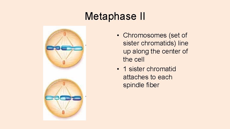 Metaphase II • Chromosomes (set of sister chromatids) line up along the center of