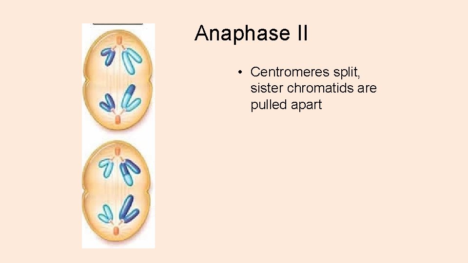 Anaphase II • Centromeres split, sister chromatids are pulled apart 
