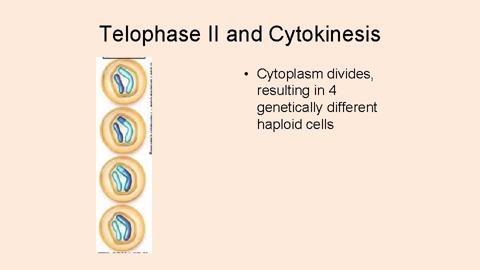 Telophase II and Cytokinesis • Cytoplasm divides, resulting in 4 genetically different haploid cells