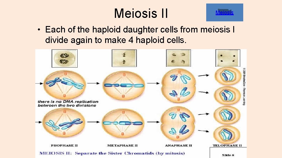Meiosis II Meiosis • Each of the haploid daughter cells from meiosis I divide