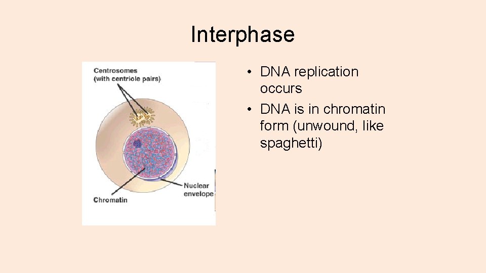 Interphase • DNA replication occurs • DNA is in chromatin form (unwound, like spaghetti)