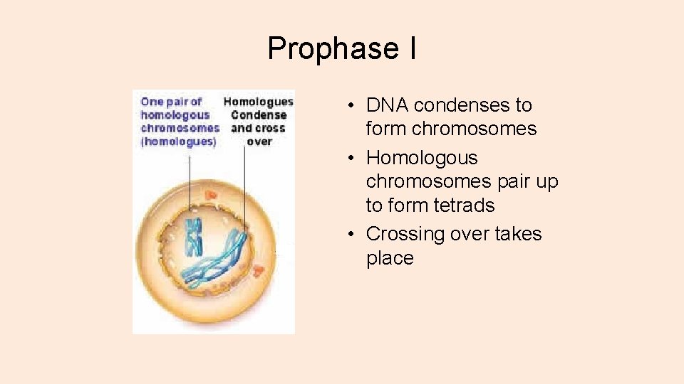 Prophase I • DNA condenses to form chromosomes • Homologous chromosomes pair up to
