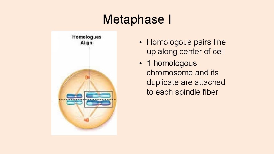 Metaphase I • Homologous pairs line up along center of cell • 1 homologous